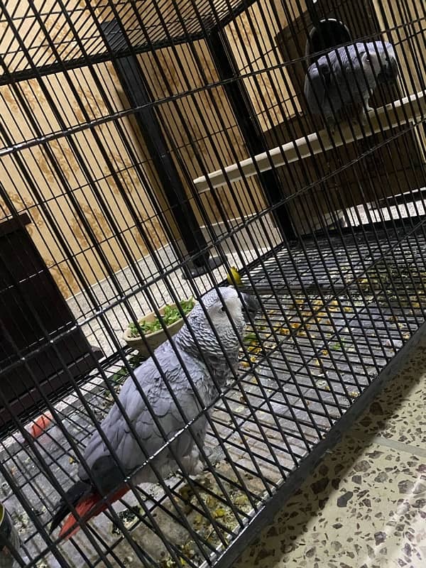 african grey parrot dna female tamed breeder 10