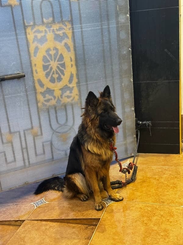 German Shepherd Trained Bitch For Sale 5