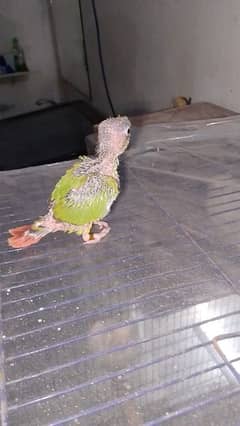 green cheek conure yellow sided contact number 03129119509