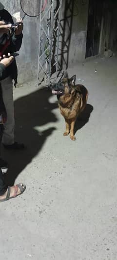 German shepherd Double Cort Female