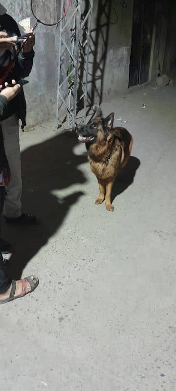 German shepherd Double Cort Female 0