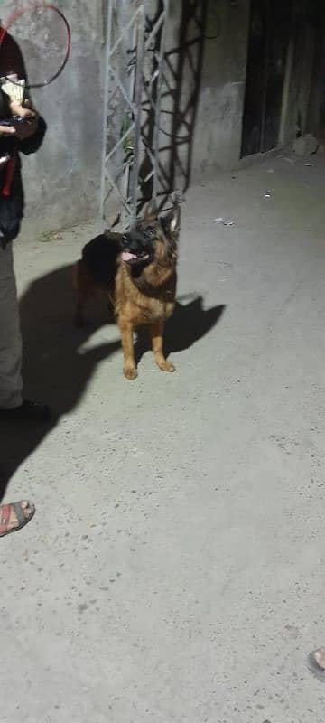 German shepherd Double Cort Female 1