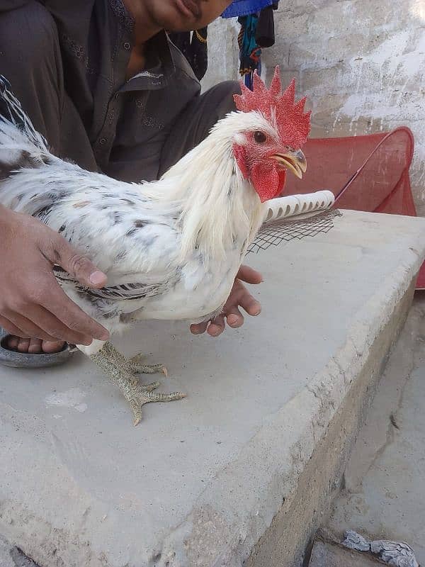 handsome breeder| murgha misri murgha | hens 0