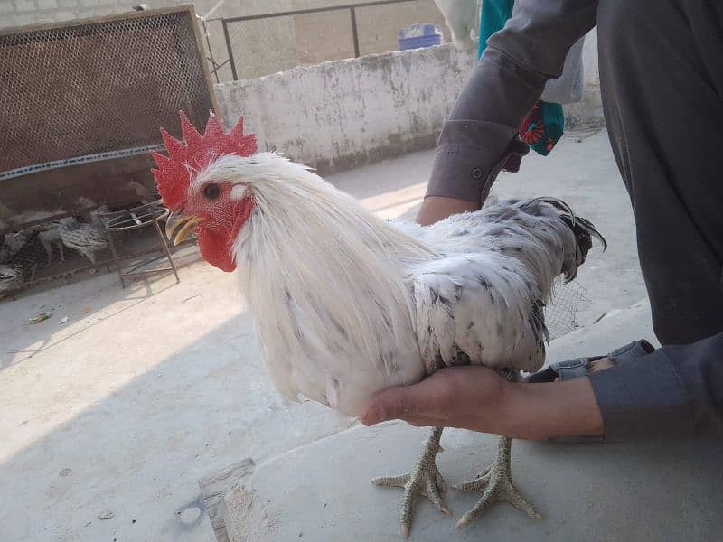 handsome breeder| murgha misri murgha | hens 1