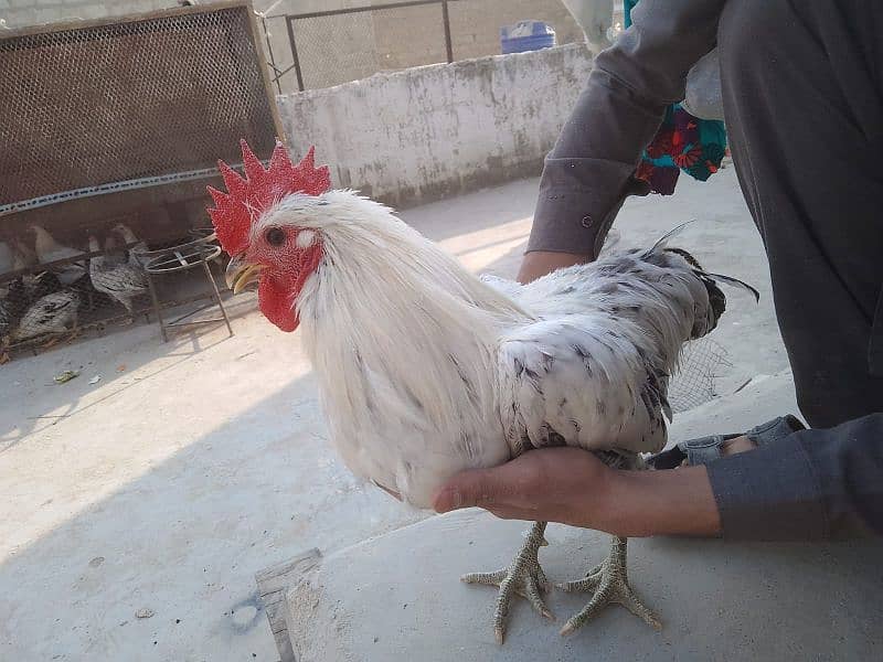 handsome breeder| murgha misri murgha | hens 2