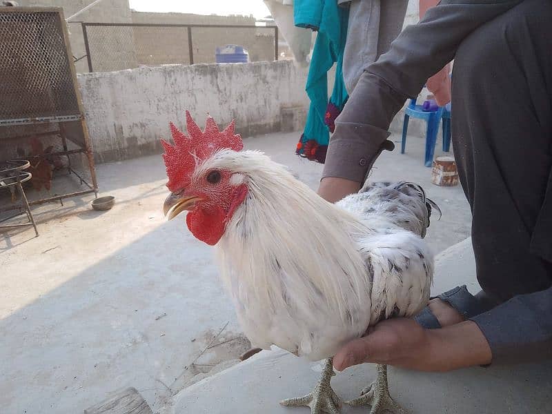 handsome breeder| murgha misri murgha | hens 3