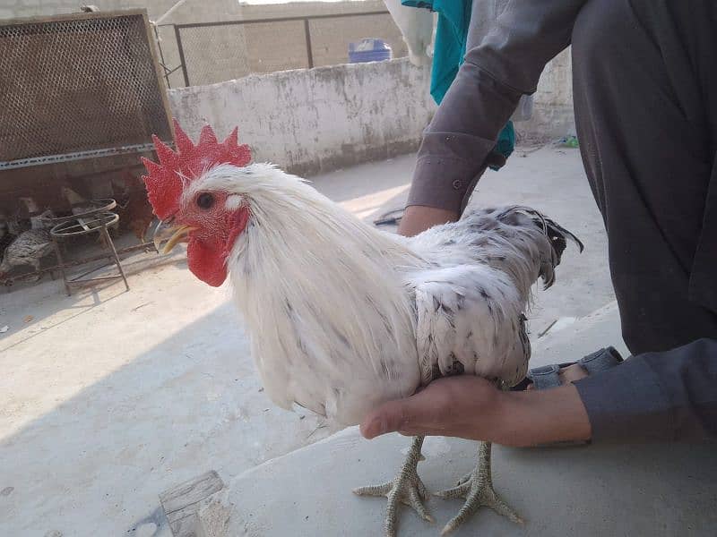 handsome breeder| murgha misri murgha | hens 4