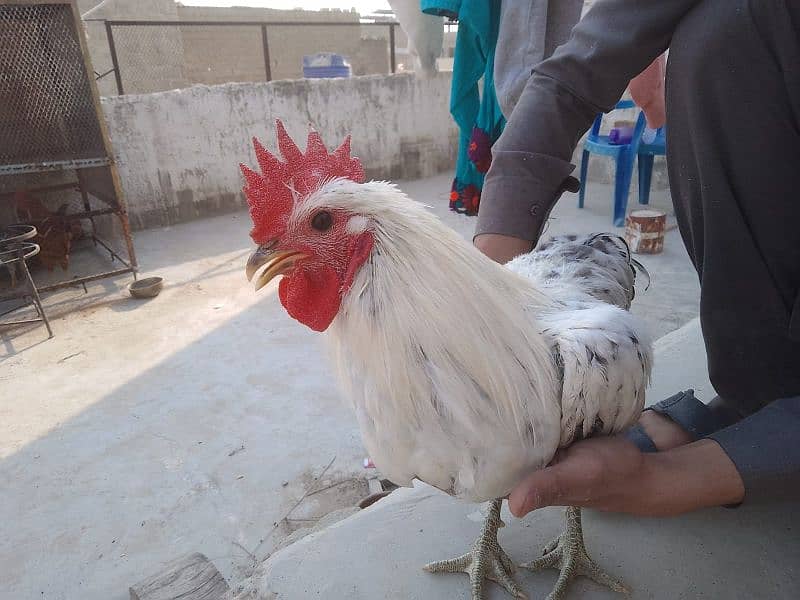 handsome breeder| murgha misri murgha | hens 5