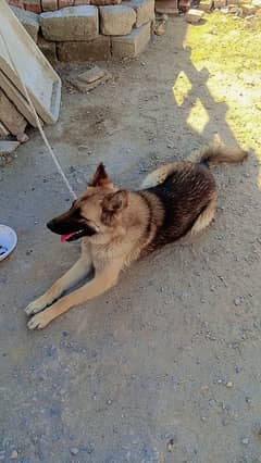 German Shepherd full security dog female