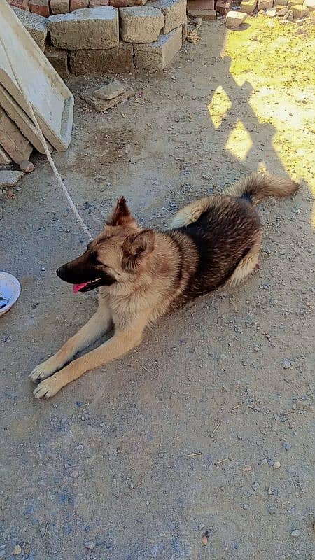 German Shepherd full security dog female 0