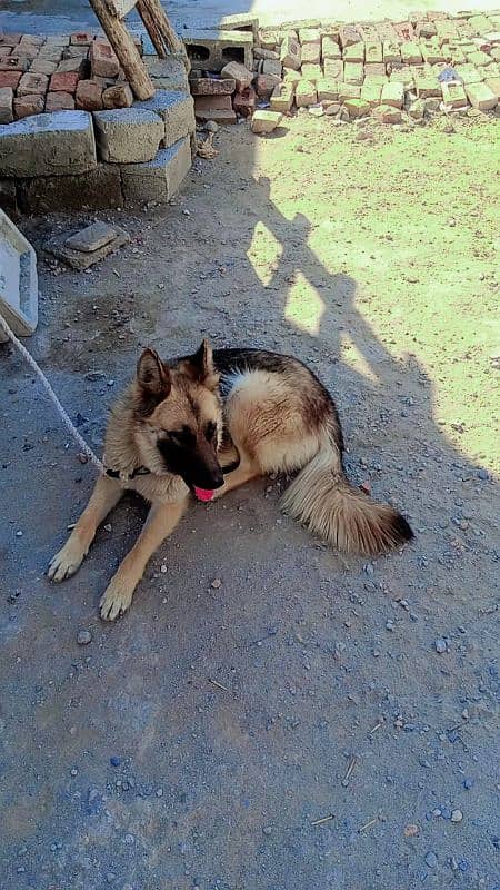 German Shepherd full security dog female 1