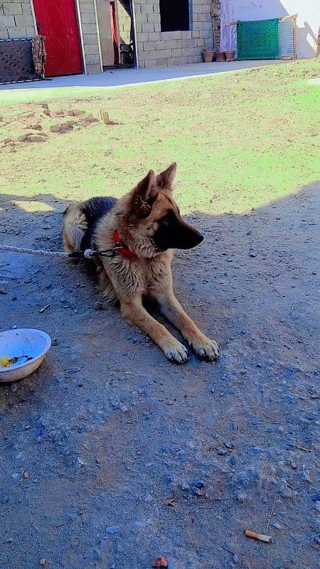 German Shepherd full security dog female 2