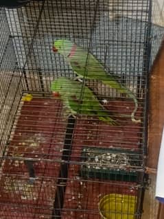 raw parrat  breeder