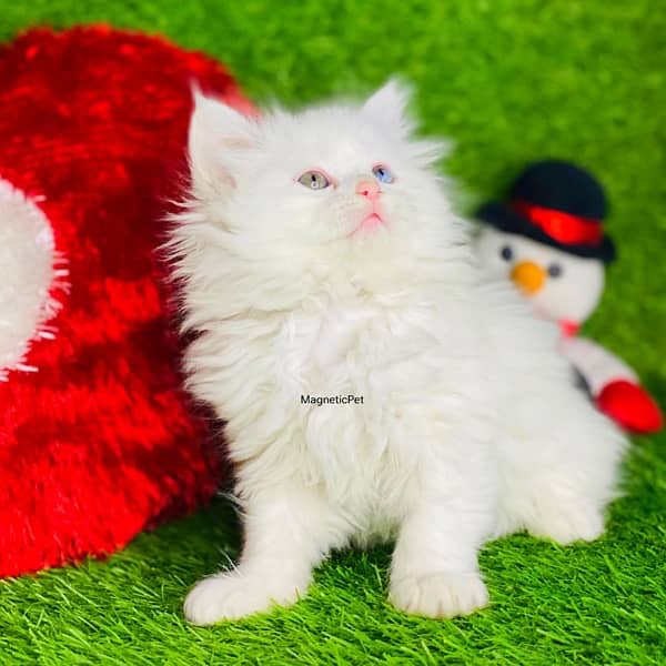 odd eyes white Persian Kittens | Triple Coated | Persian cat babies 3