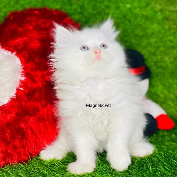 odd eyes white Persian Kittens | Triple Coated | Persian cat babies 4