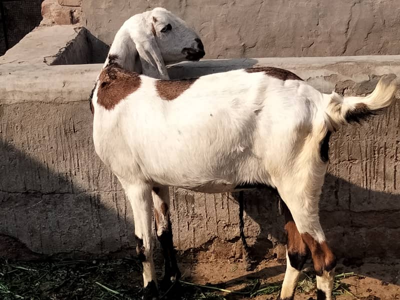 Gaban bakri for sale 0