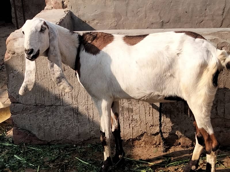 Gaban bakri for sale 1