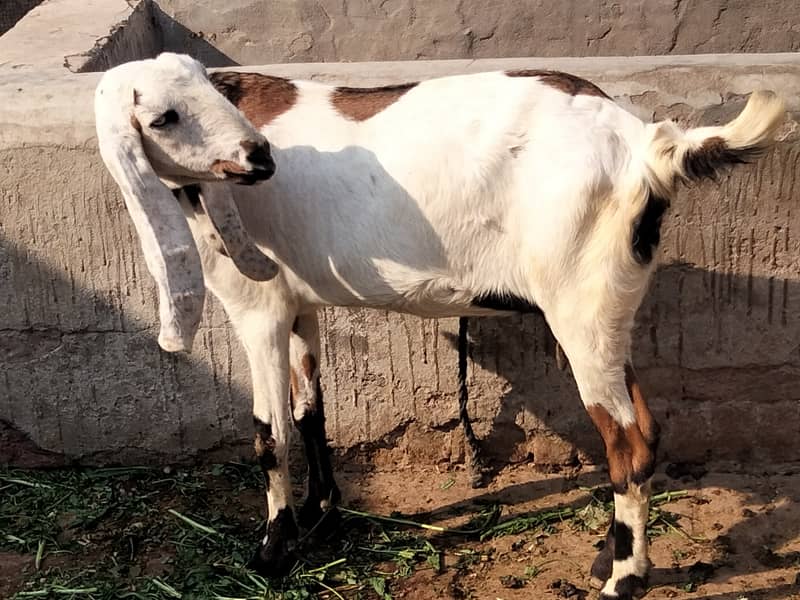 Gaban bakri for sale 2