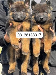 Garman shepherd puppies for sale 03126188317call wahtasp