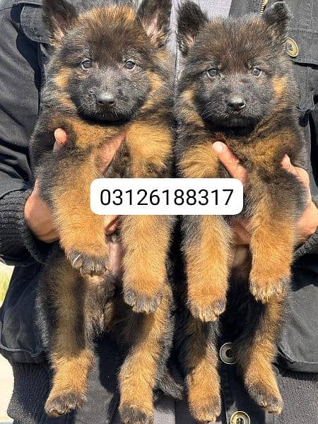 Garman shepherd puppies for sale 03126188317call wahtasp 0