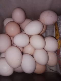 Desi Eggs 35Rs