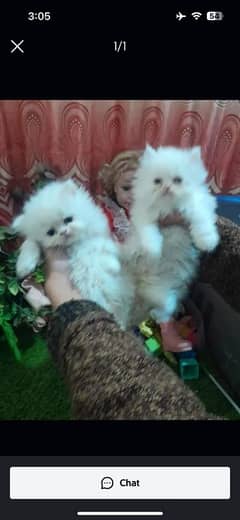 Persian kitten for urgent sale my WhatsApp number 0301 0546336