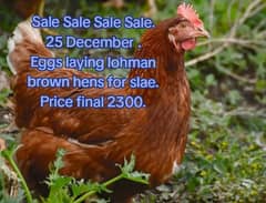 lohmain fresh eggs laying  healthy and active