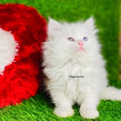 odd eyes white Persian Kittens | Triple Coated | Persian cat babies