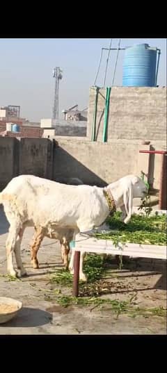 ranjanpuri bakri MashaAllah