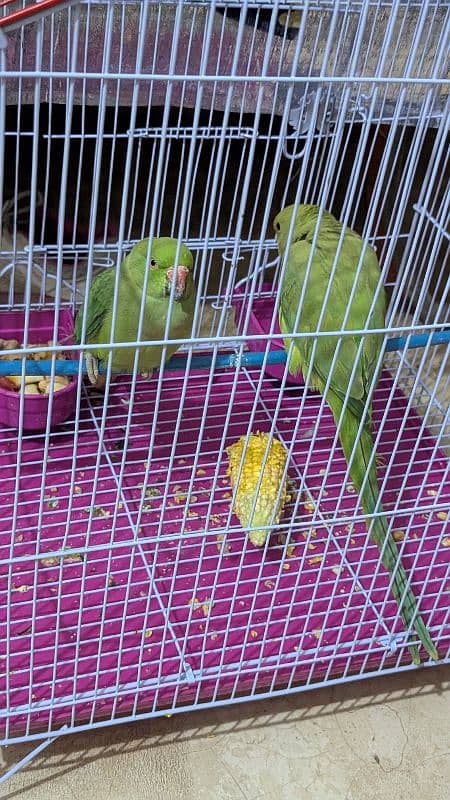 Green parrot with cage 1