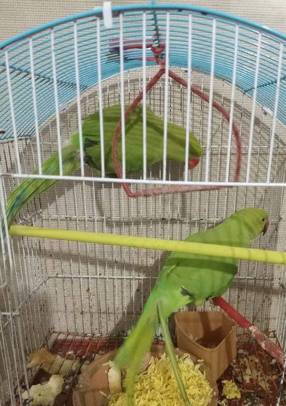 green parrot 0