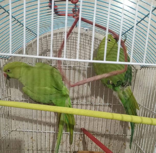 green parrot 1