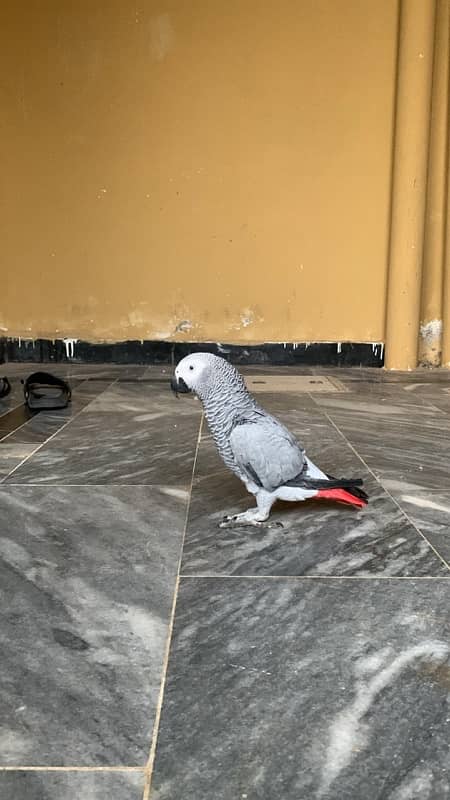 African grey hand tamed 0