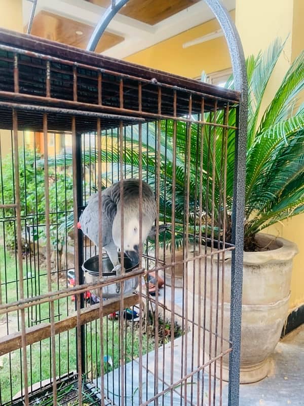 African grey hand tamed 1