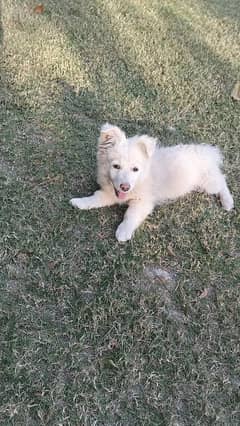 Russian Pista Male Dog, Pink Feet and Nose