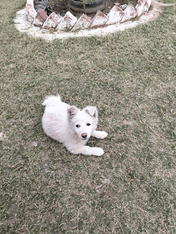 Russian Pista Male Dog, Pink Feet and Nose 1