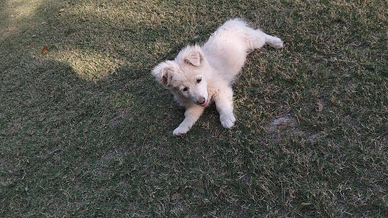 Russian Pista Male Dog, Pink Feet and Nose 3