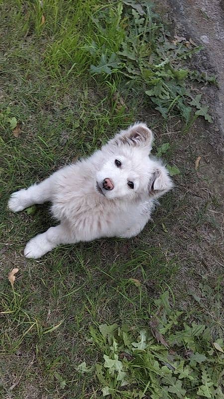 Russian Pista Male Dog, Pink Feet and Nose 4