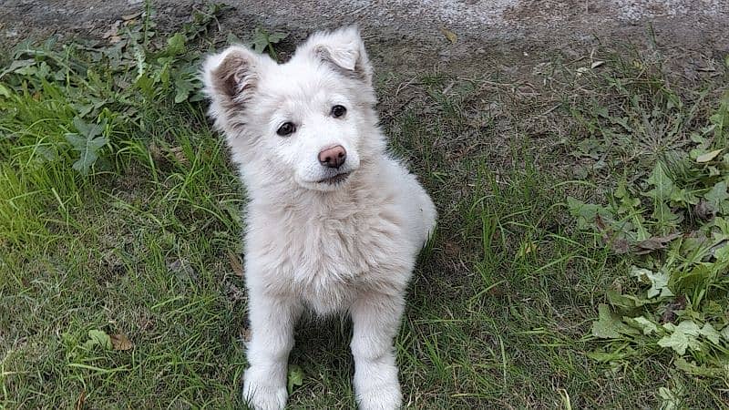 Russian Pista Male Dog, Pink Feet and Nose 5