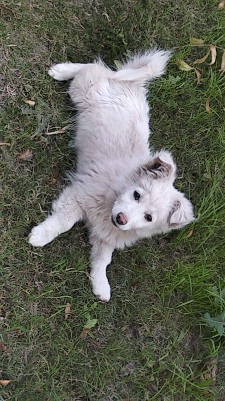 Russian Pista Male Dog, Pink Feet and Nose 6