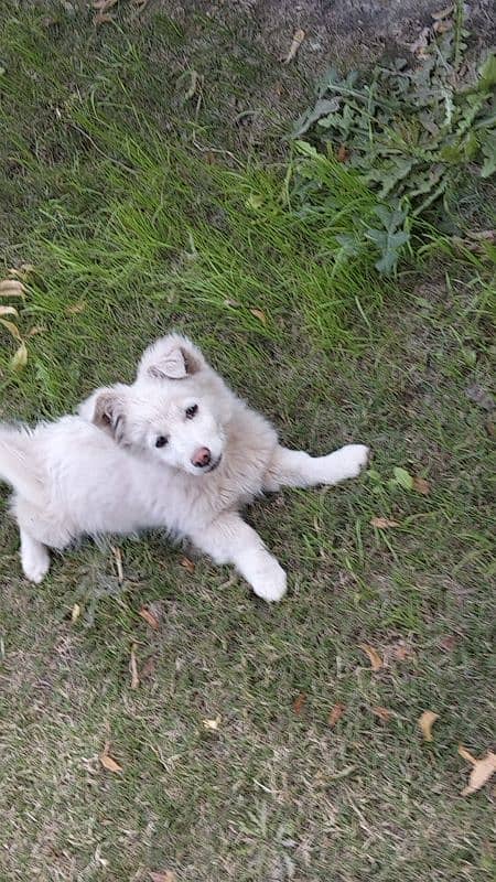 Russian Pista Male Dog, Pink Feet and Nose 7