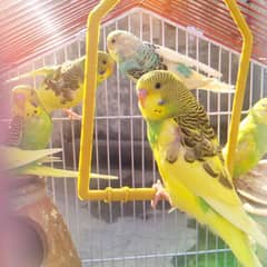 Australian Parrots Pair