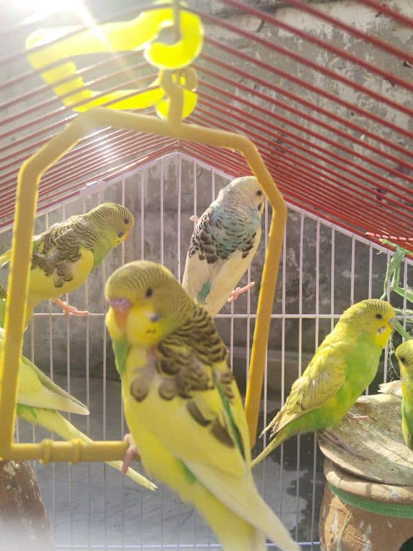 Australian Parrots Pair 1