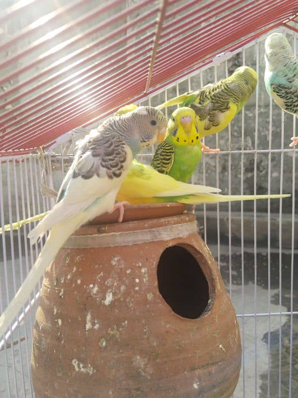 Australian Parrots Pair 2