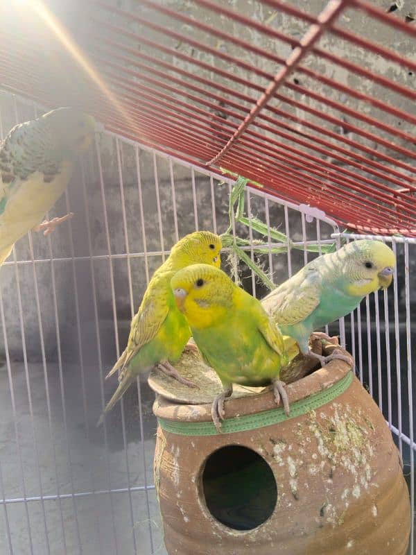 Australian Parrots Pair 3