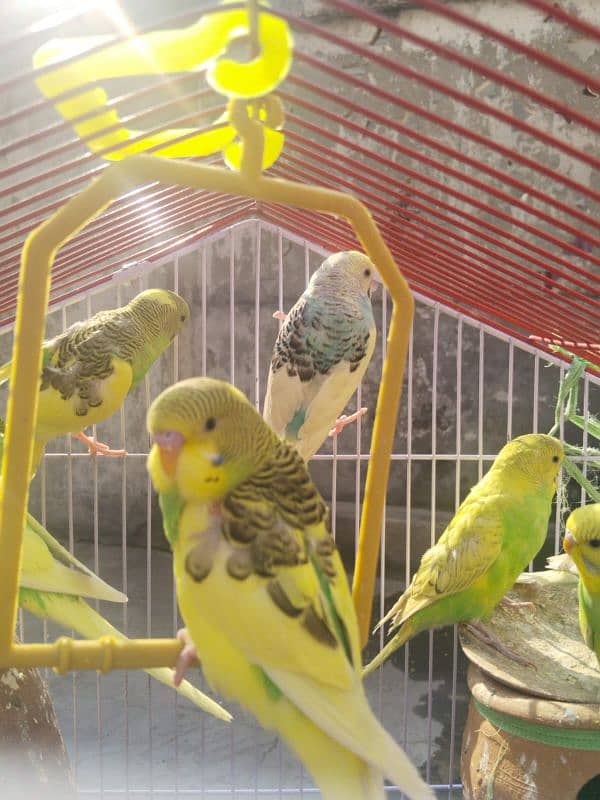 Australian Parrots Pair 4