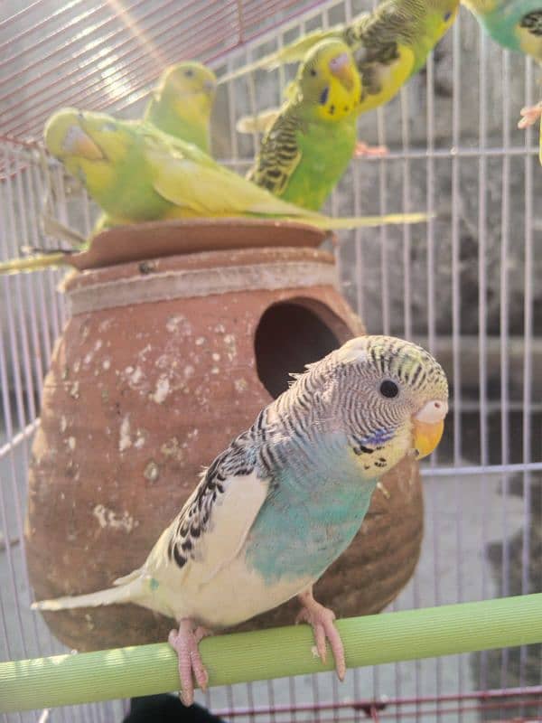 Australian Parrots Pair 5