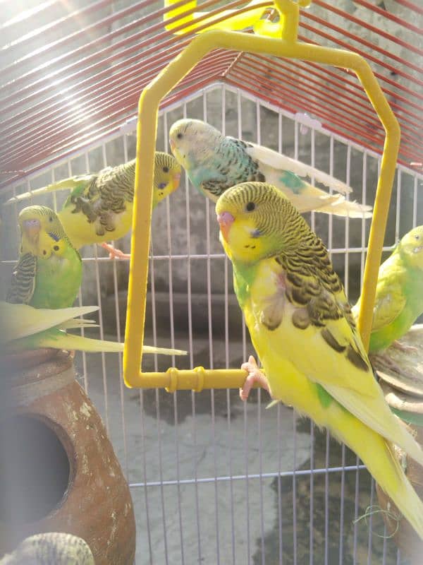 Australian Parrots Pair 6