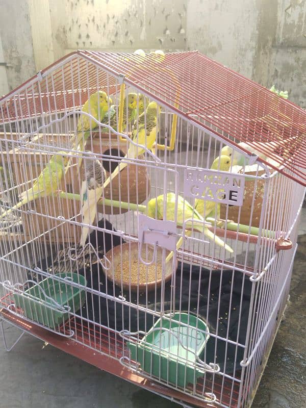 Australian Parrots Pair 7