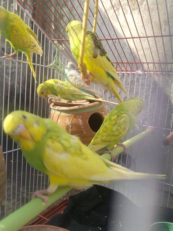 Australian Parrots Pair 8